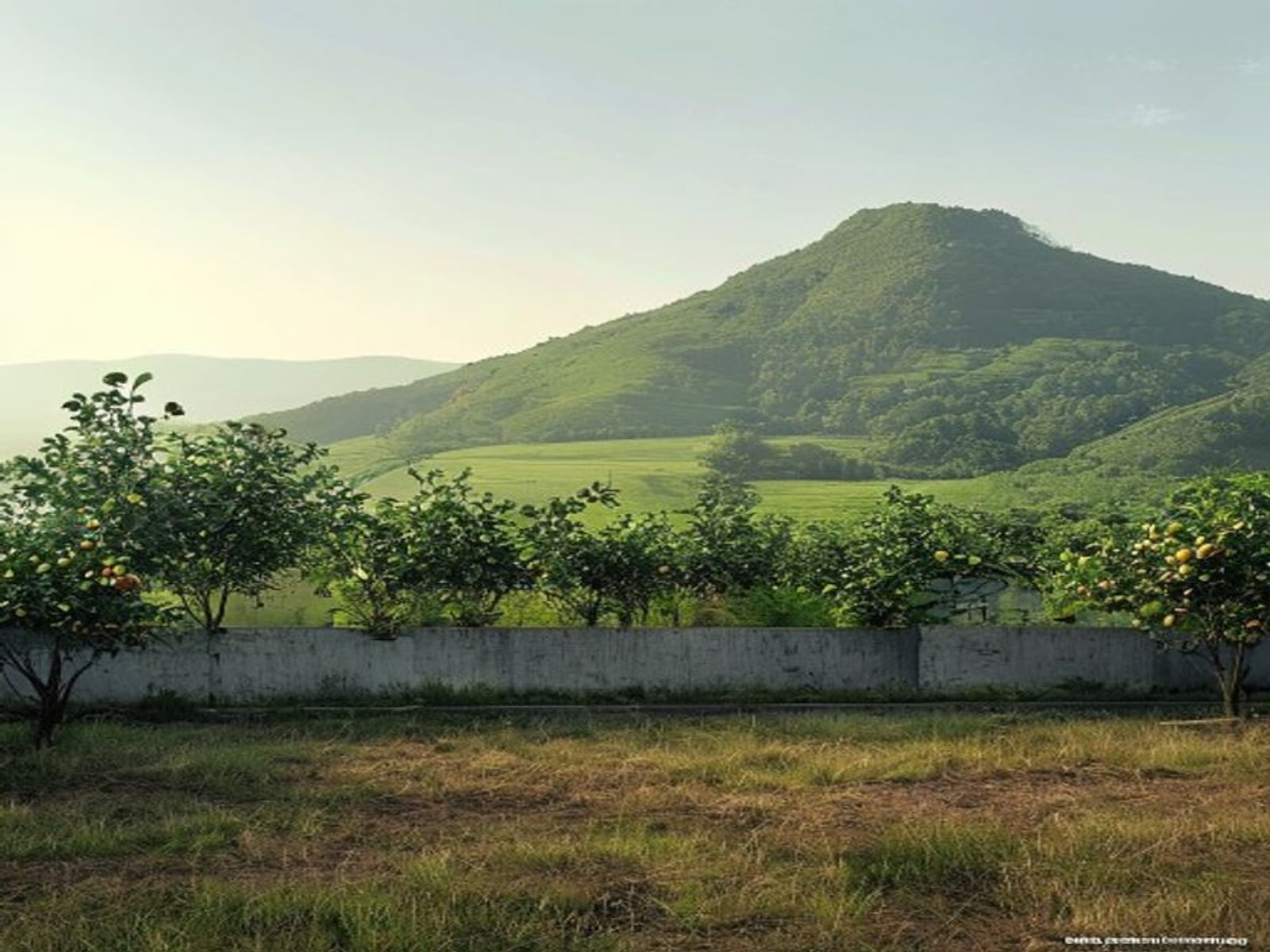 Đất thổ cư có vườn tại Châu Pha, view đồi, đường bê tông